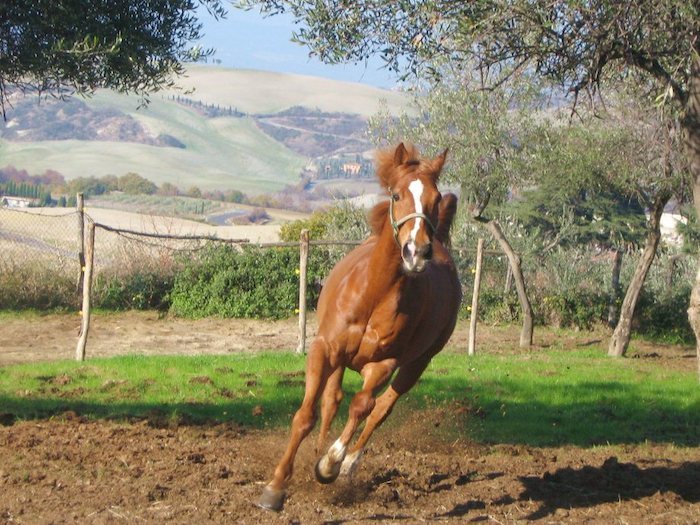 A cavallo in Val d'Orcia